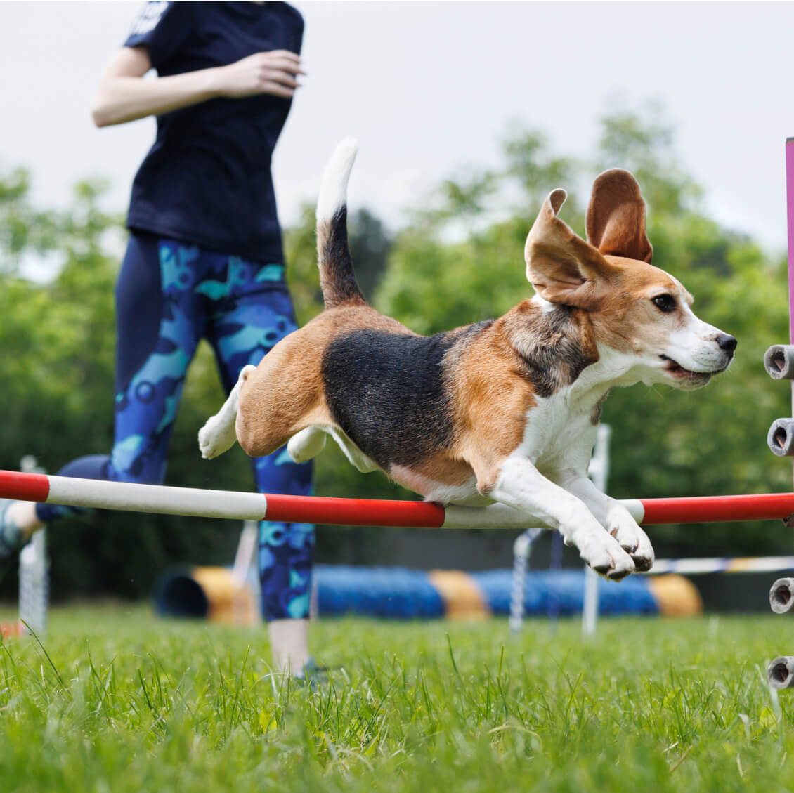 GAV-New-Skill November-intro3